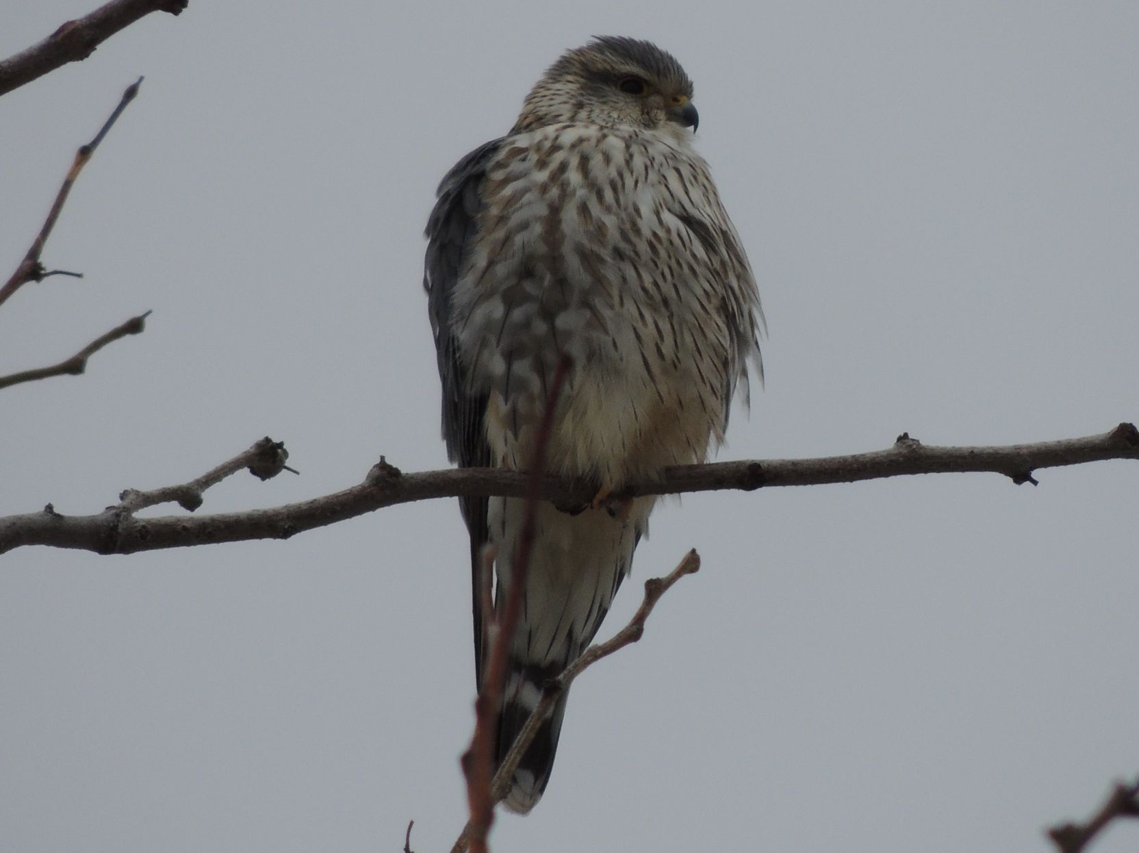 Hungry Hawk